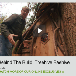 Treehive Beehive